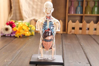 прозрачный человеческий торс Анатомическая модель человека 4D бюст мужское тело голова анатомия опорно-двигательного аппарата научная модель бесплатная доставка